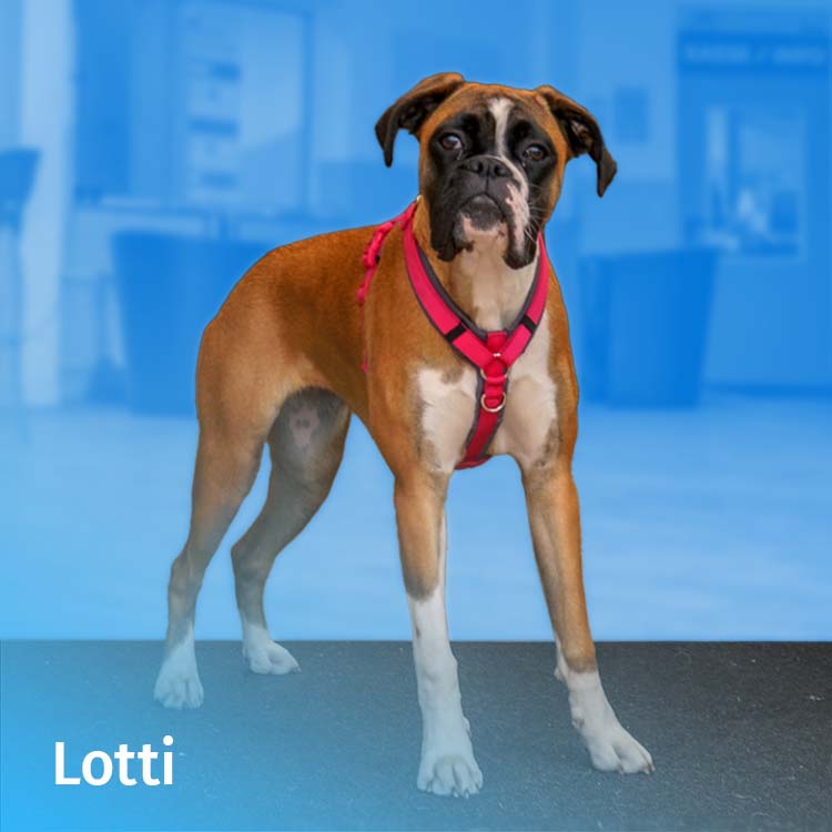 mobile-Mitarbeiter-Fotos-Lotti